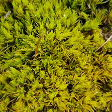 Attēlu rezultāti vaicājumam “Dicranum undulatum”