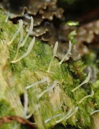 Attēlu rezultāti vaicājumam “Multiclavula mucida”