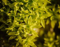 Attēlu rezultāti vaicājumam “Barbula unguiculata macro”