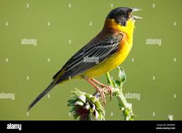 Image result for Emberiza melanocephala