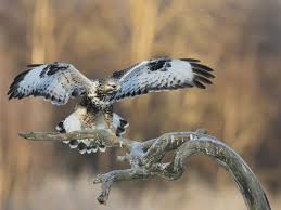 Attēlu rezultāti vaicājumam “Buteo lagopus adult”
