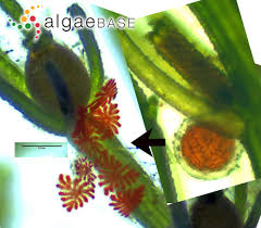 Attēlu rezultāti vaicājumam “Chara contraria”