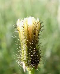 Attēlu rezultāti vaicājumam “Crepis paludosa leaf”