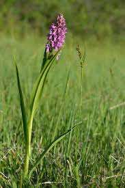 Attēlu rezultāti vaicājumam “Dactylorhiza ochroleuca”