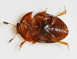 Attēlu rezultāti vaicājumam “Cychramus variegatus”