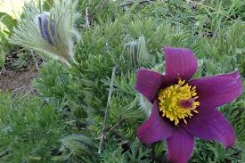 Attēlu rezultāti vaicājumam “Pulsatilla”