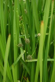 Attēlu rezultāti vaicājumam “Sparganiaceae”