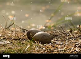 Attēlu rezultāti vaicājumam “Grus grus eggs”