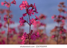 Attēlu rezultāti vaicājumam “Silene viscaria bud”