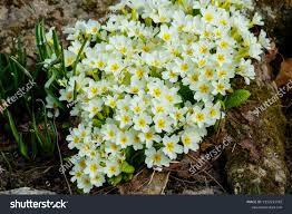 Attēlu rezultāti vaicājumam “Primulaceae”