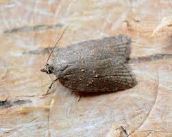 Attēlu rezultāti vaicājumam “Acleris aspersana”