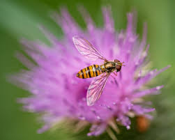 Attēlu rezultāti vaicājumam “Episyrphus balteatus”