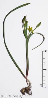 Attēlu rezultāti vaicājumam “Gagea pratensis flower”