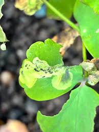 Attēlu rezultāti vaicājumam “Phytomyza minuscula”