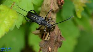 Attēlu rezultāti vaicājumam “Leptura annularis”