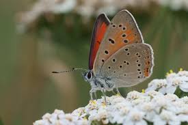 Attēlu rezultāti vaicājumam “Lycaena hippothoe underside”