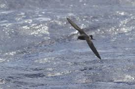 Image result for Oceanodroma castro