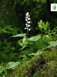Attēlu rezultāti vaicājumam “Maianthemum bifolium fruit”