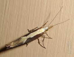 Attēlu rezultāti vaicājumam “Ypsolopha dentella”