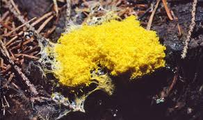 Attēlu rezultāti vaicājumam “myxomicetes”