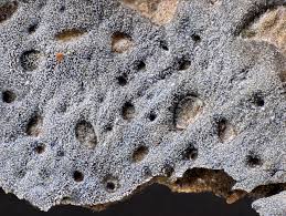 Attēlu rezultāti vaicājumam “Didymium serpula”