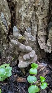 Attēlu rezultāti vaicājumam “Xylaria polymorpha”