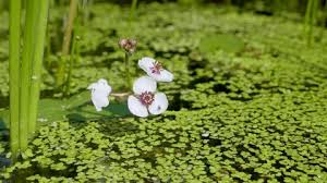 Attēlu rezultāti vaicājumam “Sagittaria sagittifolia flower”