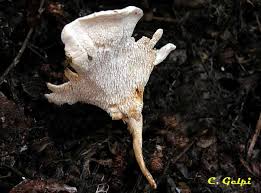 Attēlu rezultāti vaicājumam “Sistotrema confluens”