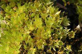 Attēlu rezultāti vaicājumam “Funaria hygrometrica”