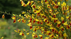 Image result for Cytisus scoparius