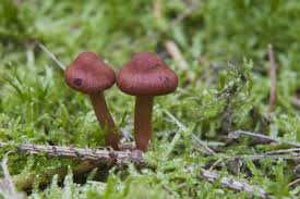 Attēlu rezultāti vaicājumam “Cortinarius sanguineus”