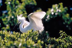 Image result for Egretta thula