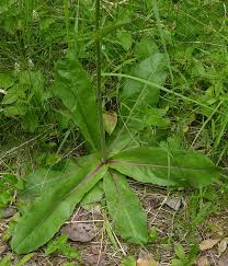 Attēlu rezultāti vaicājumam “Hypochaeris maculata”