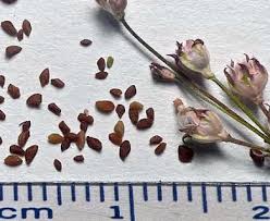 Attēlu rezultāti vaicājumam “Androsace septentrionalis”