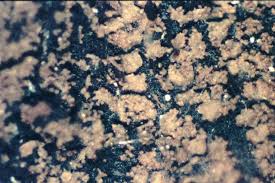 Attēlu rezultāti vaicājumam “Parmeliella triptophylla”