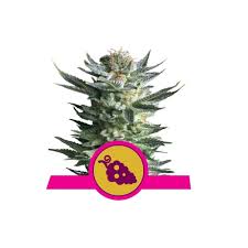 Attēlu rezultāti vaicājumam “Cannabis sativa fruit”