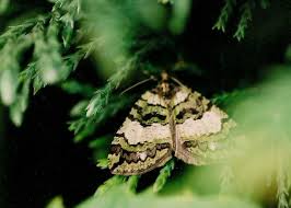 Attēlu rezultāti vaicājumam “Hydriomena furcata”