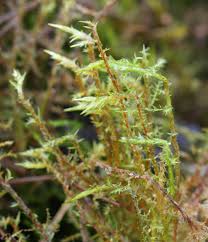 Attēlu rezultāti vaicājumam “Calliergonella cuspidata”