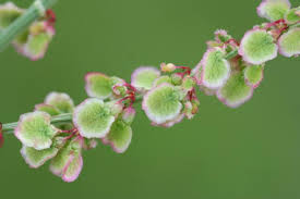 Attēlu rezultāti vaicājumam “Rumex acetosa bud”