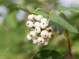 Attēlu rezultāti vaicājumam “Symphoricarpos albus fruit”