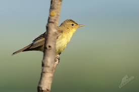 Attēlu rezultāti vaicājumam “Hippolais icterina”