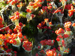 Attēlu rezultāti vaicājumam “Cladonia floerkeana”