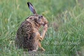 Attēlu rezultāti vaicājumam “Lepus europaeus”