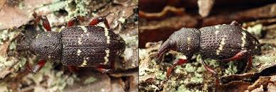 Attēlu rezultāti vaicājumam “Hylobius pinastri”