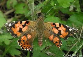 Attēlu rezultāti vaicājumam “Vanessa cardui upperside”