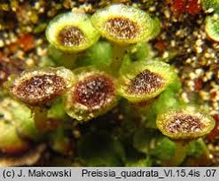 Attēlu rezultāti vaicājumam “Preissia quadrata”