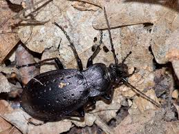Attēlu rezultāti vaicājumam “Carabus hortensis”