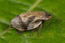 Attēlu rezultāti vaicājumam “Lepyronia coleoptrata”