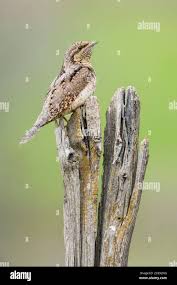 Attēlu rezultāti vaicājumam “Jynx torquilla adult”