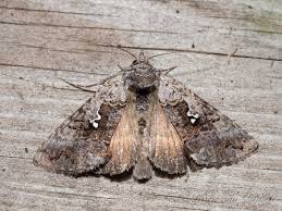 Attēlu rezultāti vaicājumam “Syngrapha interrogationis”